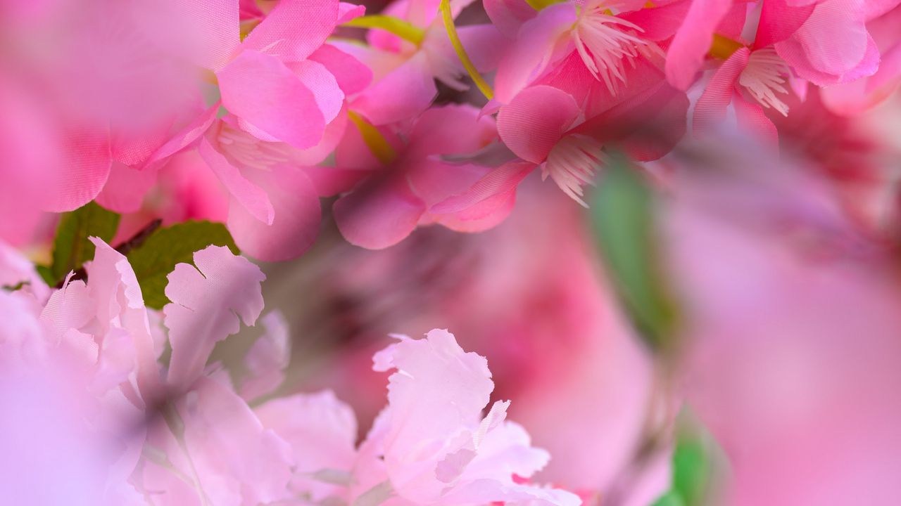 Wallpaper flowers, petals, blur, pink background