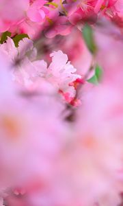 Preview wallpaper flowers, petals, blur, pink background