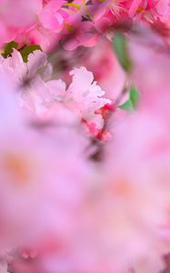 Preview wallpaper flowers, petals, blur, pink background