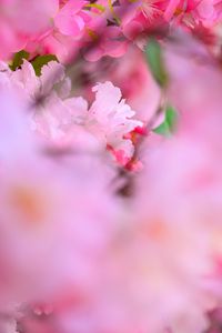 Preview wallpaper flowers, petals, blur, pink background