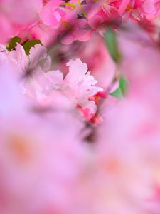 Preview wallpaper flowers, petals, blur, pink background