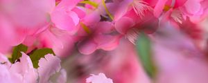 Preview wallpaper flowers, petals, blur, pink background