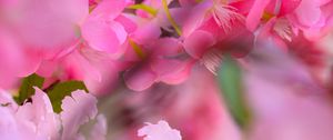 Preview wallpaper flowers, petals, blur, pink background