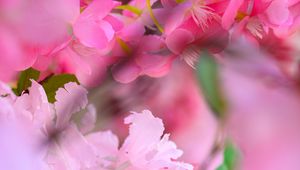 Preview wallpaper flowers, petals, blur, pink background