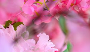 Preview wallpaper flowers, petals, blur, pink background