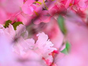 Preview wallpaper flowers, petals, blur, pink background