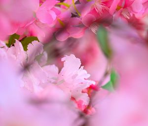 Preview wallpaper flowers, petals, blur, pink background