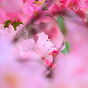 Preview wallpaper flowers, petals, blur, pink background