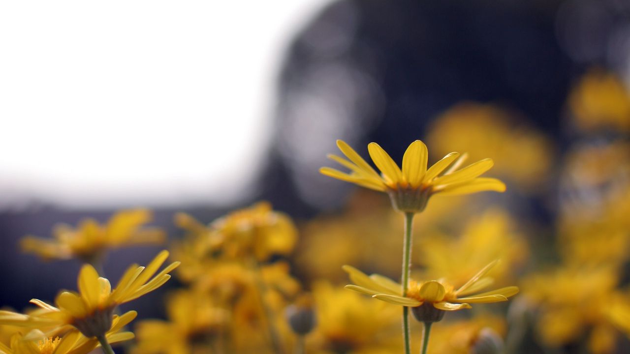 Wallpaper flowers, petals, blur, yellow