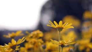 Preview wallpaper flowers, petals, blur, yellow