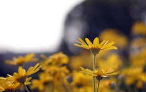 Preview wallpaper flowers, petals, blur, yellow