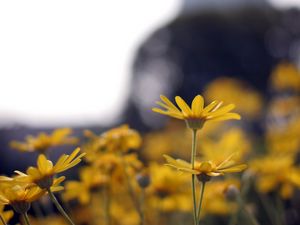 Preview wallpaper flowers, petals, blur, yellow