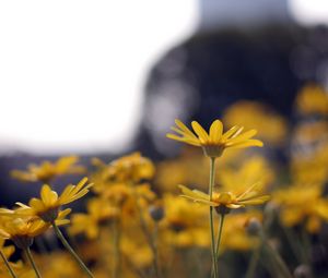 Preview wallpaper flowers, petals, blur, yellow