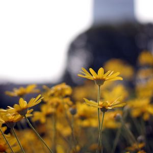 Preview wallpaper flowers, petals, blur, yellow