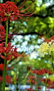 Preview wallpaper flowers, petals, blur, colorful