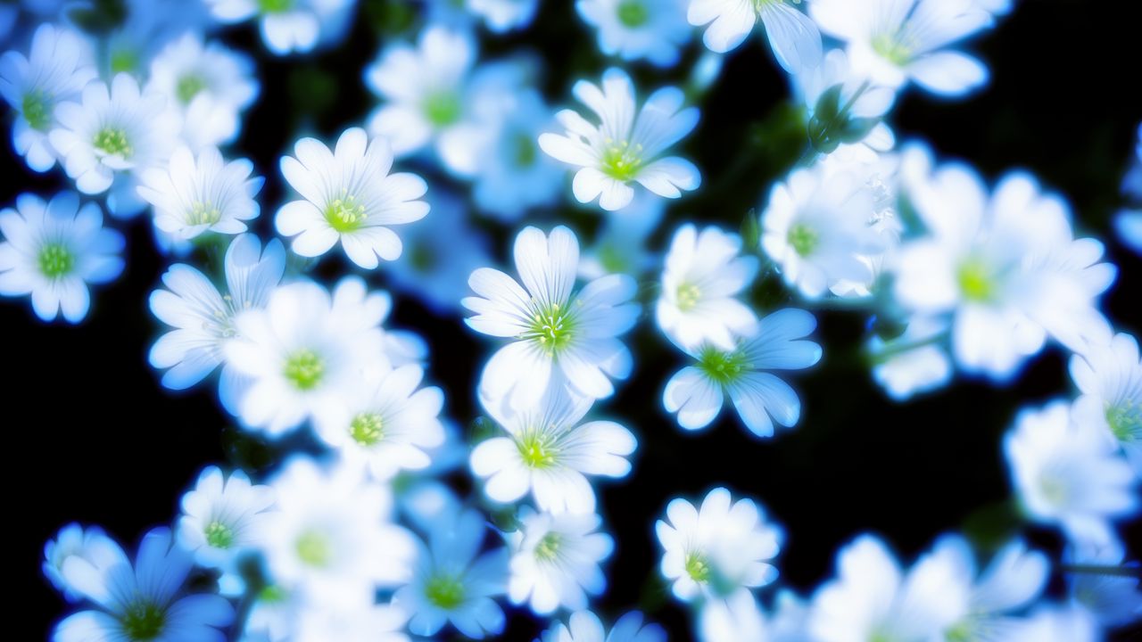 Wallpaper flowers, petals, blur, white