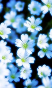 Preview wallpaper flowers, petals, blur, white