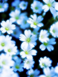 Preview wallpaper flowers, petals, blur, white