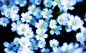 Preview wallpaper flowers, petals, blur, white