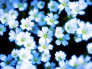 Preview wallpaper flowers, petals, blur, white