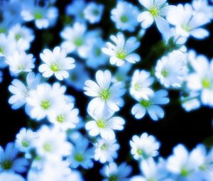 Preview wallpaper flowers, petals, blur, white