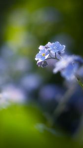 Preview wallpaper flowers, petals, blur, blue