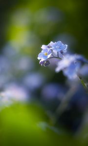 Preview wallpaper flowers, petals, blur, blue