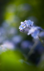 Preview wallpaper flowers, petals, blur, blue