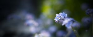 Preview wallpaper flowers, petals, blur, blue