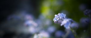 Preview wallpaper flowers, petals, blur, blue