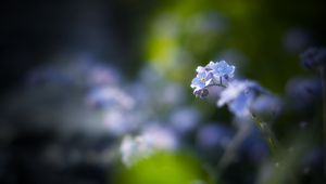 Preview wallpaper flowers, petals, blur, blue