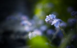 Preview wallpaper flowers, petals, blur, blue