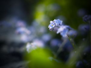 Preview wallpaper flowers, petals, blur, blue