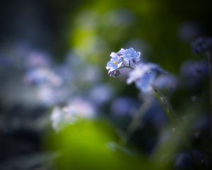 Preview wallpaper flowers, petals, blur, blue