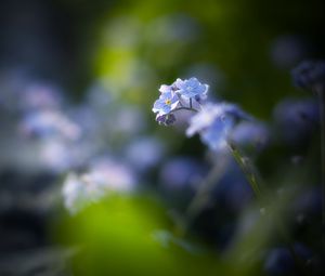 Preview wallpaper flowers, petals, blur, blue