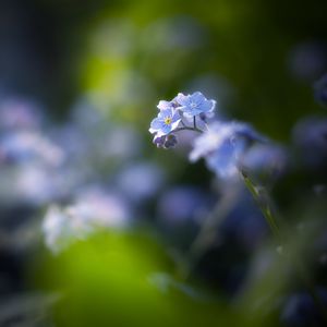 Preview wallpaper flowers, petals, blur, blue