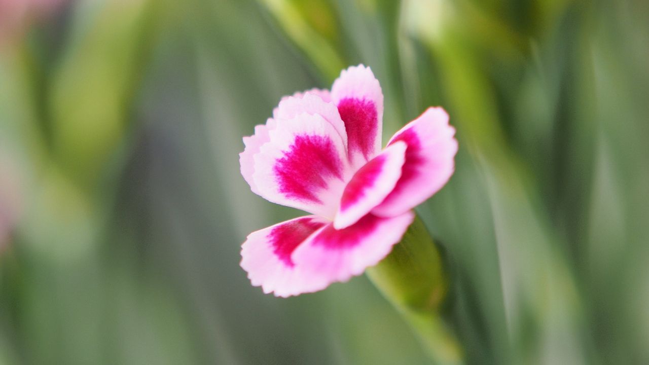 Wallpaper flowers, petals, blur, macro