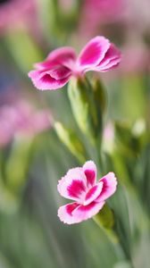 Preview wallpaper flowers, petals, blur, macro