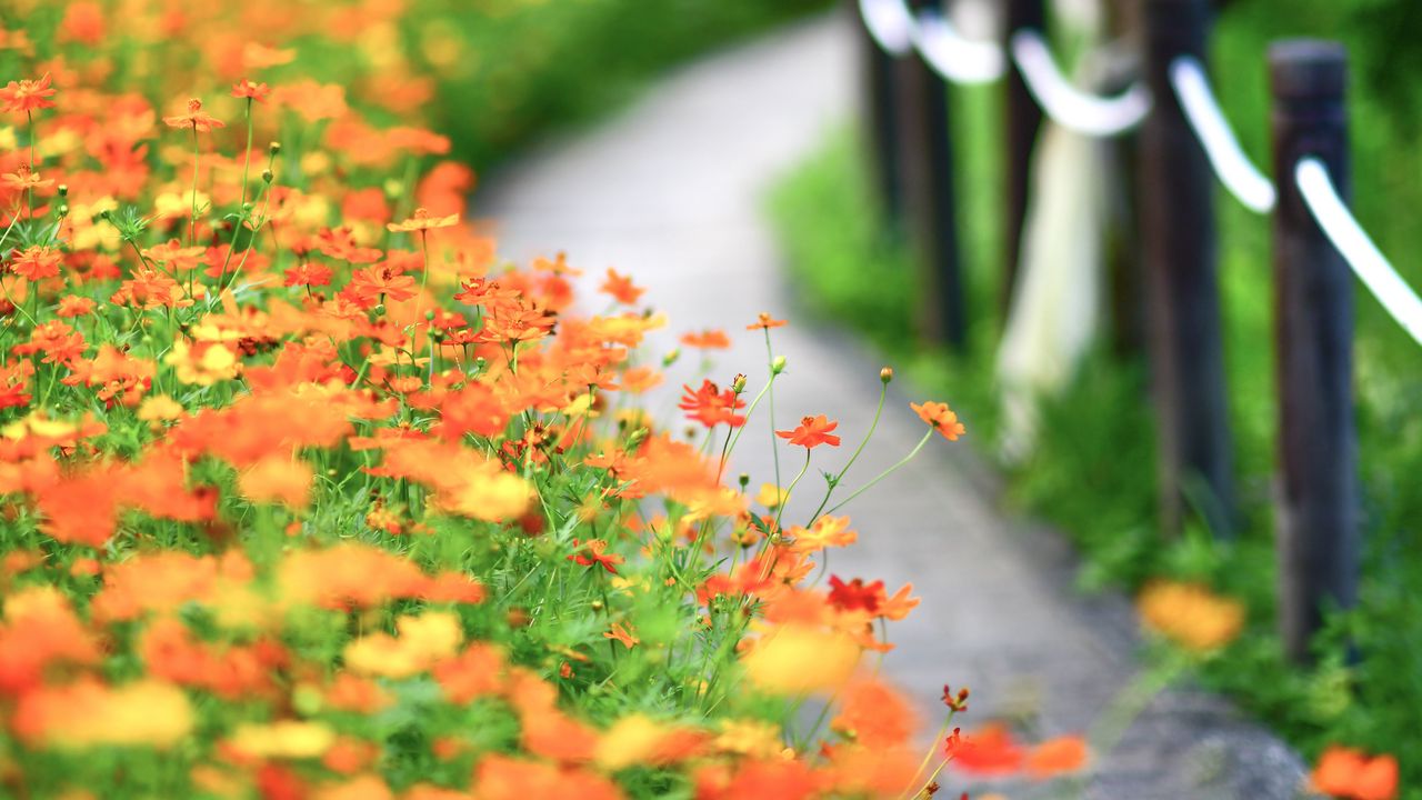 Wallpaper flowers, petals, blur, orange