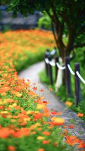 Preview wallpaper flowers, petals, blur, orange