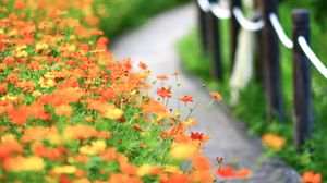 Preview wallpaper flowers, petals, blur, orange