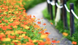 Preview wallpaper flowers, petals, blur, orange