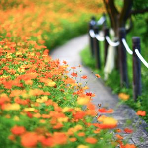 Preview wallpaper flowers, petals, blur, orange