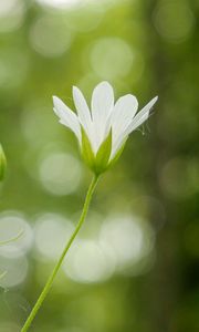 Preview wallpaper flowers, petals, blur, buds