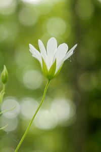 Preview wallpaper flowers, petals, blur, buds