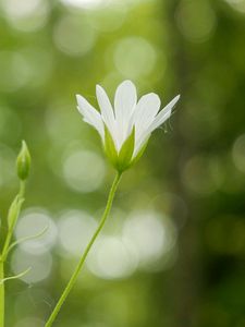 Preview wallpaper flowers, petals, blur, buds