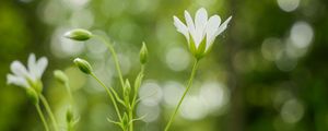 Preview wallpaper flowers, petals, blur, buds