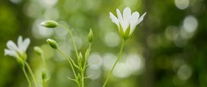 Preview wallpaper flowers, petals, blur, buds