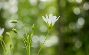 Preview wallpaper flowers, petals, blur, buds