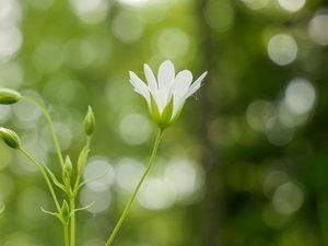 Preview wallpaper flowers, petals, blur, buds